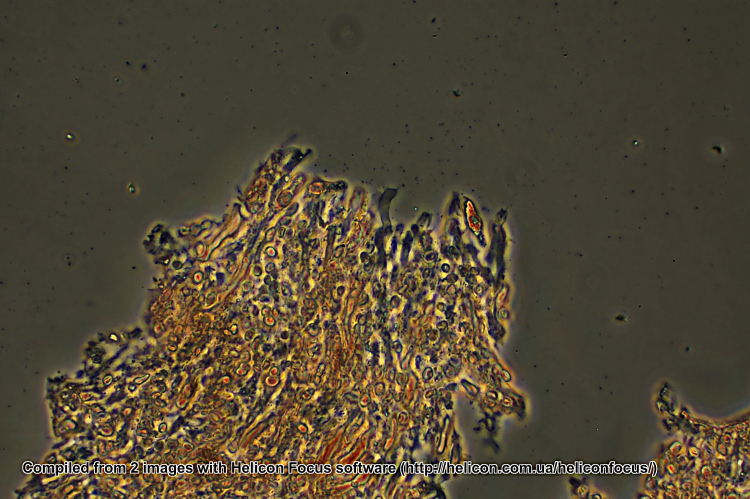 Echinodontium ryvardenii Bernicchia & Piga